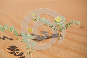 Flowers in Liwa desert in Abu Dhabi