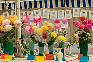 Flowers at a local village show