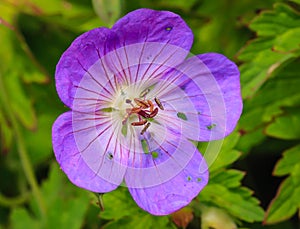 Flowers long flax (Linum perenne) photo