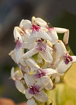 Flowers that looks like running people