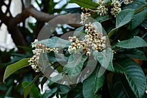 The flowers of loquat