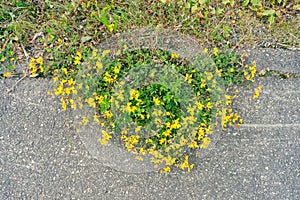 Flowers of Lotus corniculatus covering the asphalth along a road