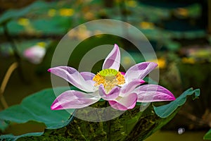 Flowers lotus: Nelumbo nucifera Gaertn,Lotus.