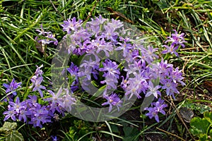 Flowers of a Lucile`s Glory-of-the-snow, Chionodoxa luciliae or GewÃ¶hnliche Sternhyazinthe