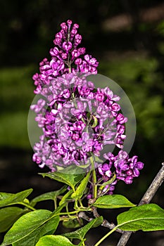 Flowers of Ludwig Spaeth Lilac