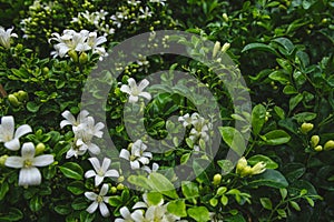 Flowers with lush green leaves of Orange jessamine in garden