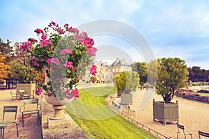 Flowers in Luxembourg Gardens, Paris, France