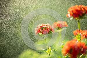 Flowers Lychnis In Rain In Garden In Summer