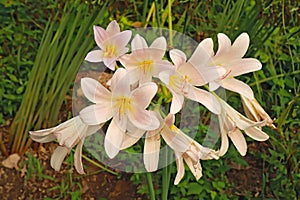 Flowers of Lycoris longituba photo