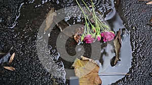 Flowers lying in dirty puddle, wasting life and beauty in unhappy marriage