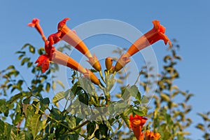 Flowers Madame Galen (Campsis x tagliabuana)