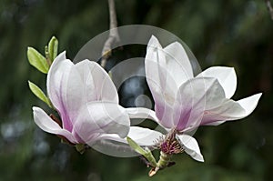 Flowers of magnolia