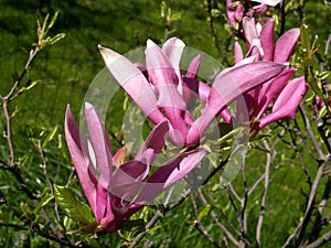 Flowers of a magnolia liliyetsvetny (Magnolia liliiflora Desr. )