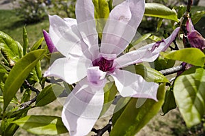 Flowers of Magnolia tree