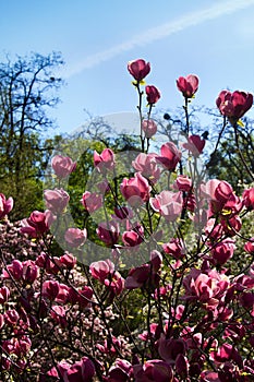 Flowers of magnolia tree over blue sky in garden.