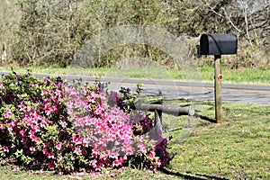 Flowers and Mailbox
