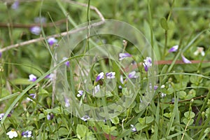 Flowers of Malaysian false pimpernel, Torenia crustacea