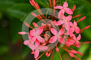 Flowers in Maldives