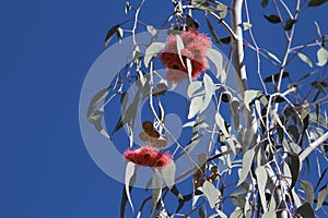 Flowers of the mallee tree Eucalyptus caesia endemic to the south-west of Western Australia