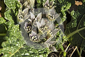 Flowers of Mandragora officinarum  or mandrake