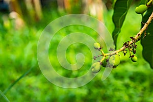 The flowers of the mango tree.