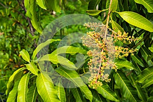 The flowers of the mango tree.