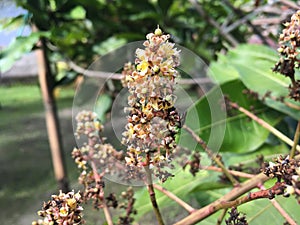 Flowers of mango tree