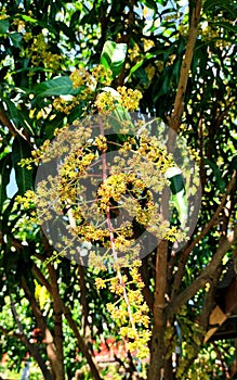 Flowers mango tropical fruit growing up in the garden at home.