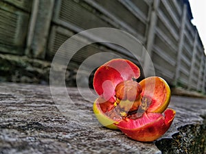 flowers from the mangosteen fruit tree