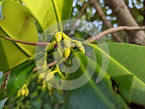 Flowers Mangroves are a type of dicot plant that live in brackish water and seawater habitats.