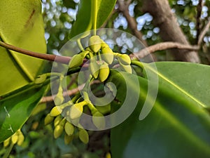 Flowers Mangroves are a type of dicot plant that live in brackish water and seawater habitats.