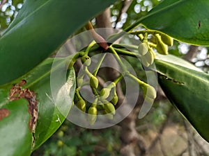 Flowers Mangroves are a type of dicot plant that live in brackish water and seawater habitats.