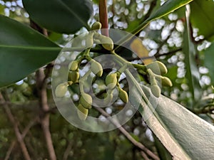 Flowers Mangroves are a type of dicot plant that live in brackish water and seawater habitats.