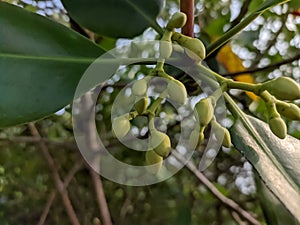Flowers Mangroves are a type of dicot plant that live in brackish water and seawater habitats.