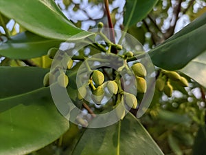 Flowers Mangroves are a type of dicot plant that live in brackish water and seawater habitats.