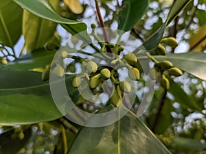 Flowers Mangroves are a type of dicot plant that live in brackish water and seawater habitats.