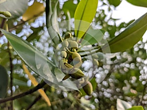 Flowers Mangroves are a type of dicot plant that live in brackish water and seawater habitats.