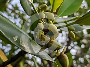 Flowers Mangroves are a type of dicot plant that live in brackish water and seawater habitats.