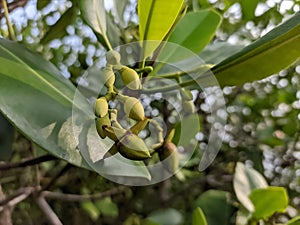 Flowers Mangroves are a type of dicot plant that live in brackish water and seawater habitats.