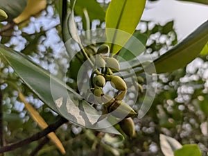 Flowers Mangroves are a type of dicot plant that live in brackish water and seawater habitats.