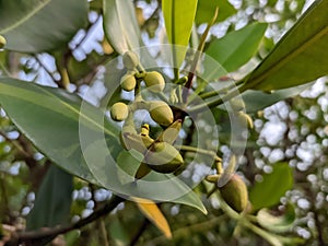 Flowers Mangroves are a type of dicot plant that live in brackish water and seawater habitats.