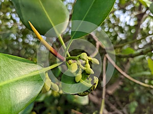 Flowers Mangroves are a type of dicot plant that live in brackish water and seawater habitats.