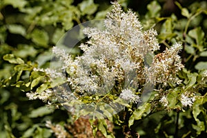 Flowers of a manna ash, Fraxinus ornus