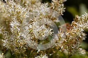 Flowers of a manna ash, Fraxinus ornus
