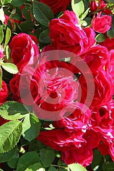 Flowers - many blooming red roses bunched together on a rose bush