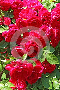 Flowers - many blooming red roses bunched together on a rose bush