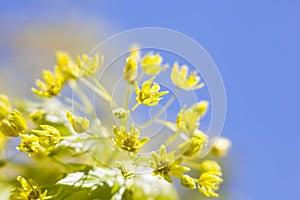 Flowers of the maple tree