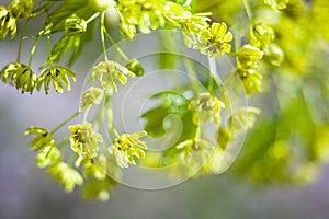 Flowers of the maple tree