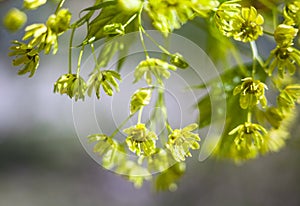 Flowers of the maple tree