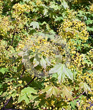 Flowers of the maple tree